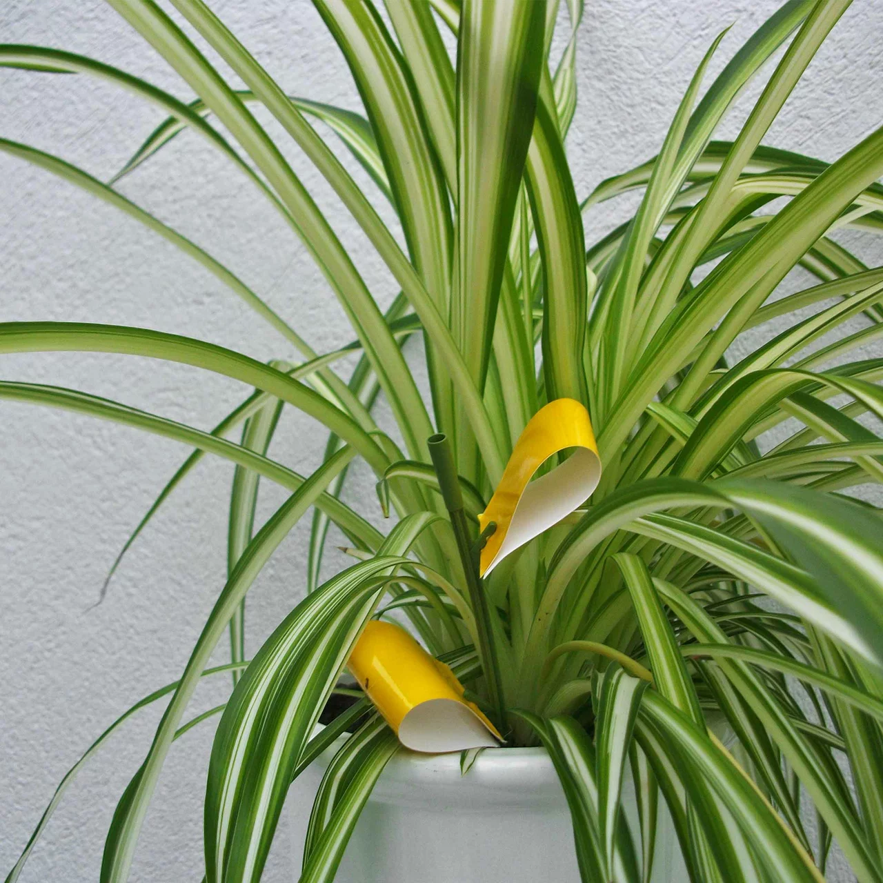 © Andermatt Biogarten AG