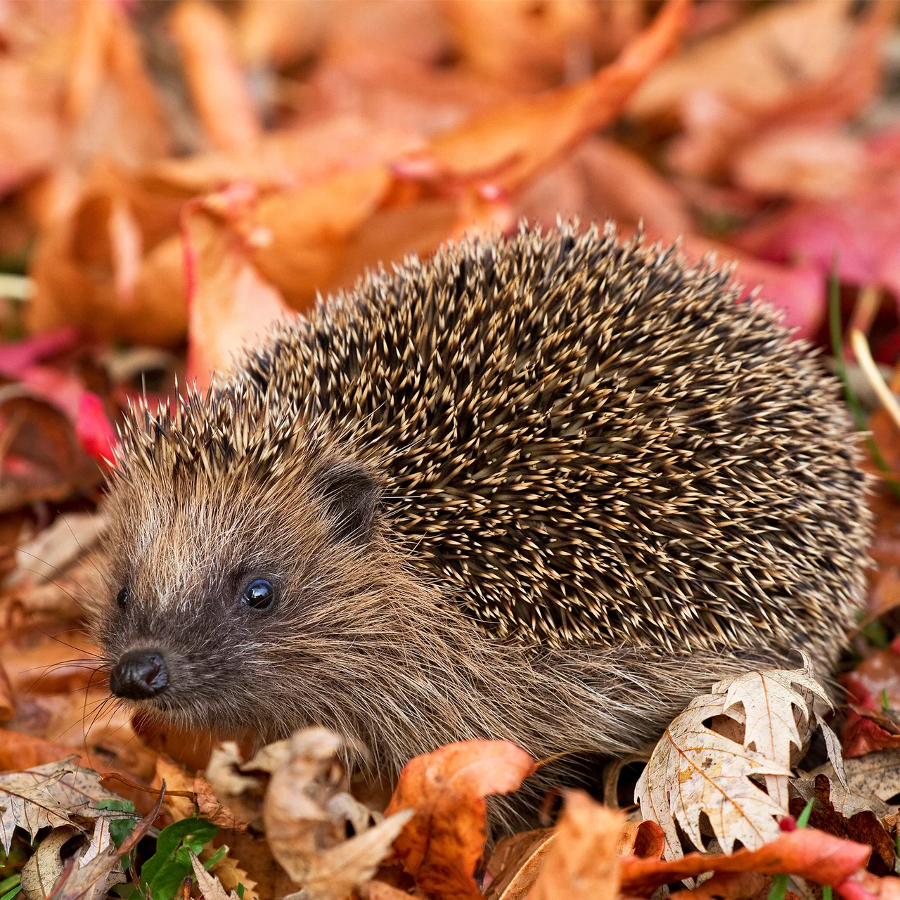 © CJ WildBird Foods Ltd