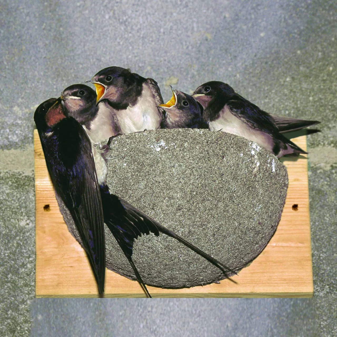 © CJ WildBird Foods Ltd