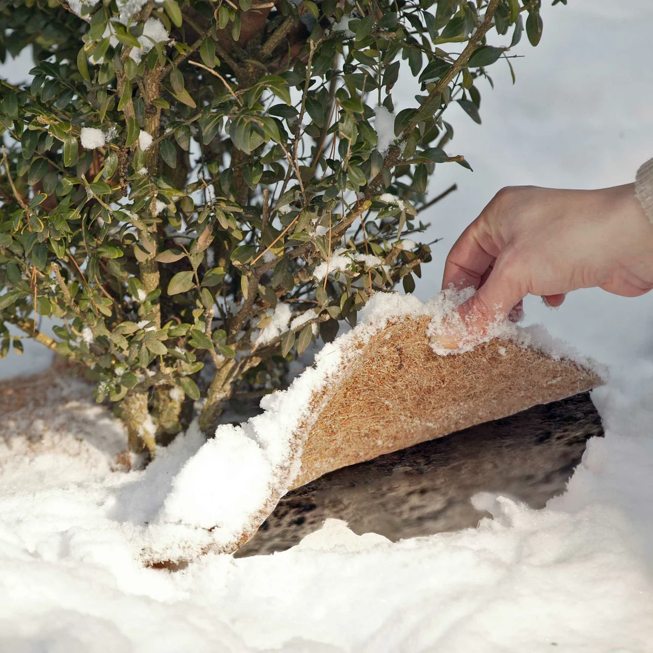 Kokos-Mulchscheiben: kompostierbarer Winterschutz für Pflanzen