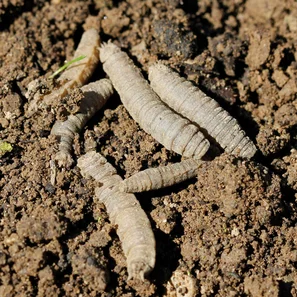 © Andermatt Biogarten AG