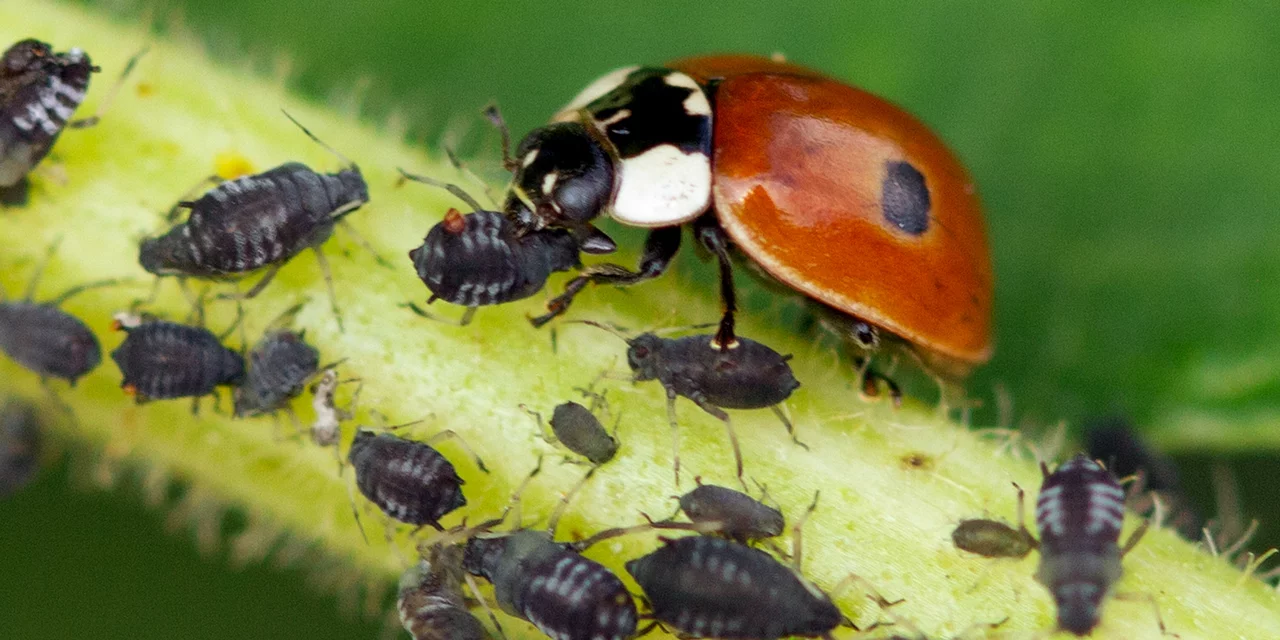 © Andermatt Biogarten AG