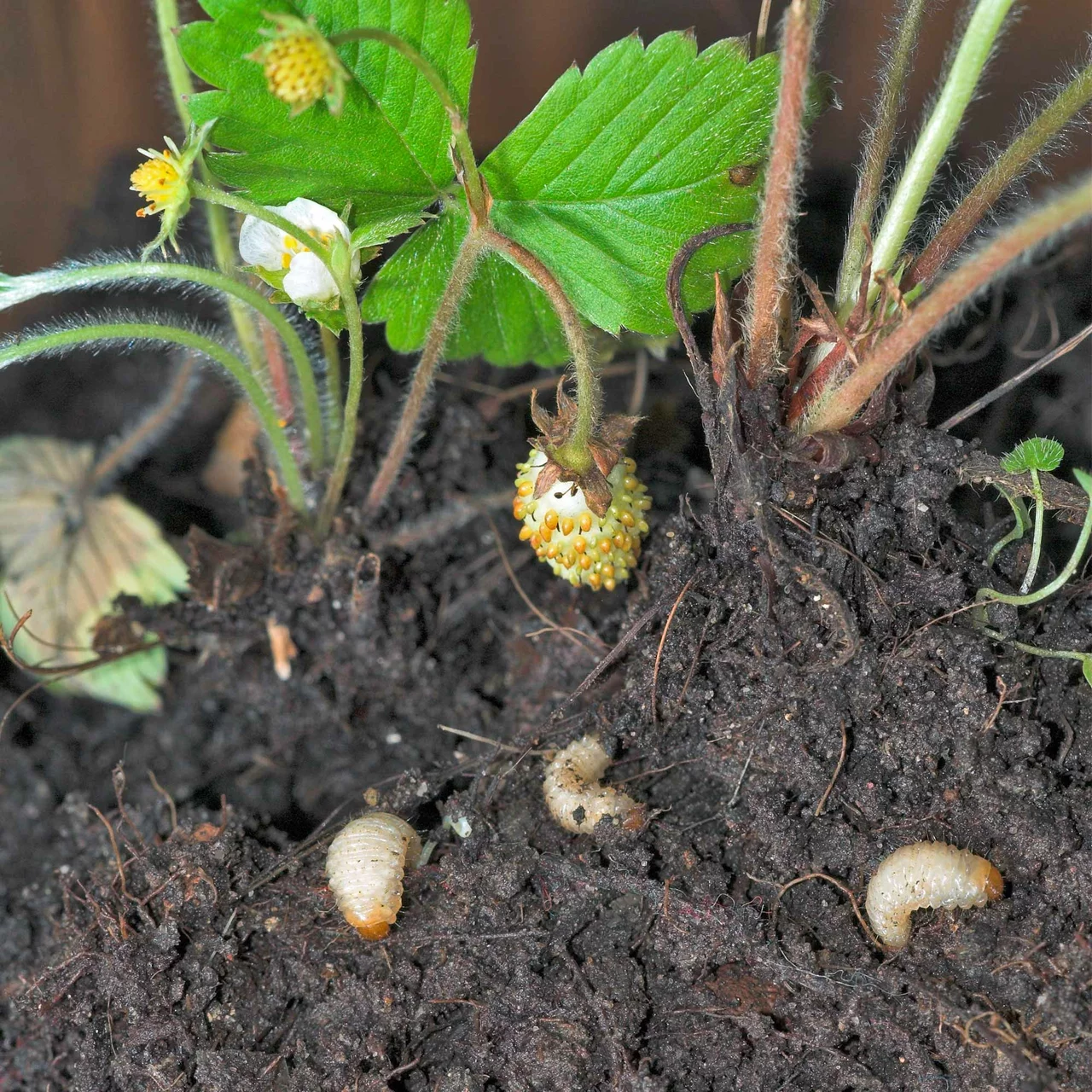 Nematoden gegen Dickmaulrsslerlarven  DickmaulrsslerStopp