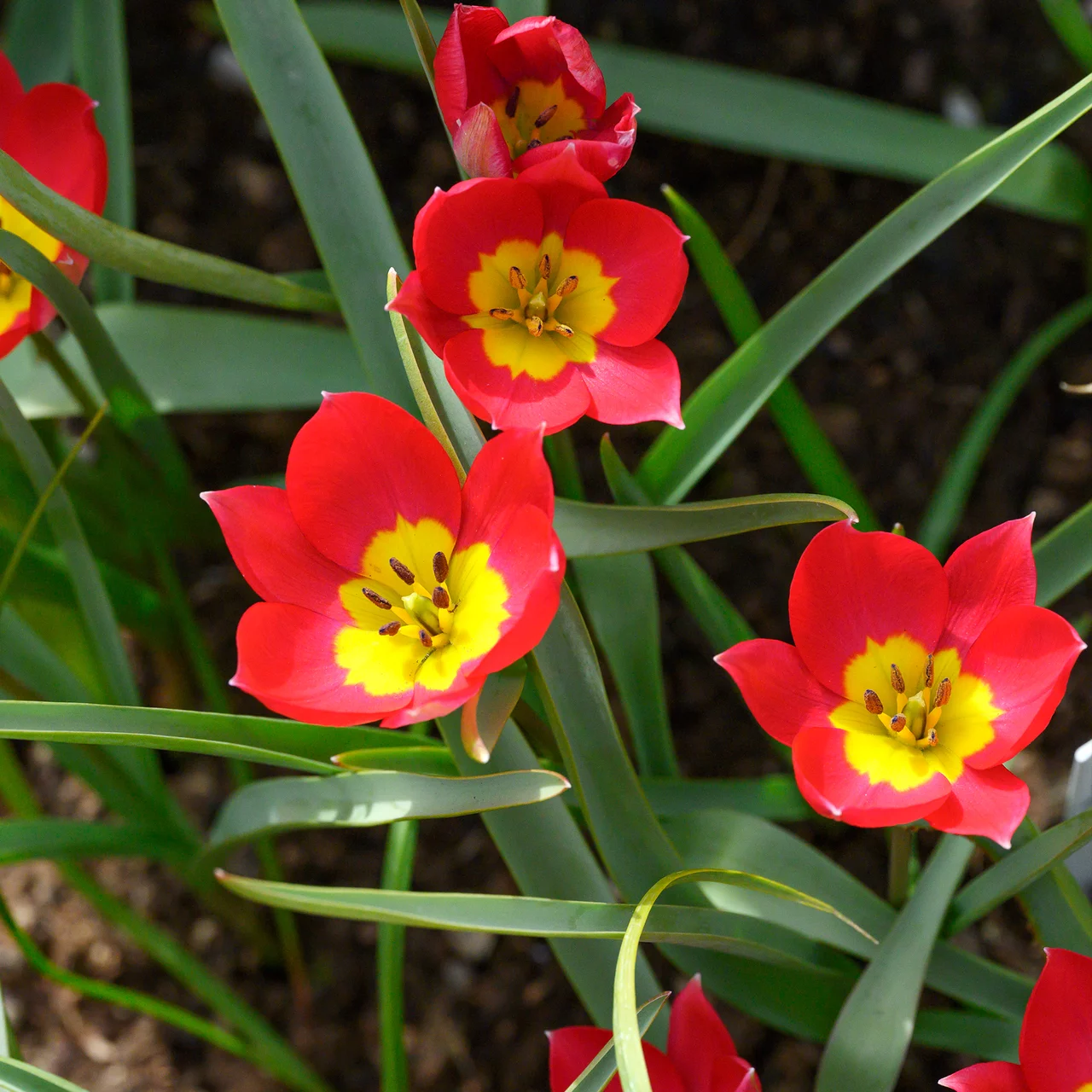 IFLO Blumenzwiebeln Mix Bio Pflanzschale - Tulpen Narzissen Krokusse Frühblüher Set