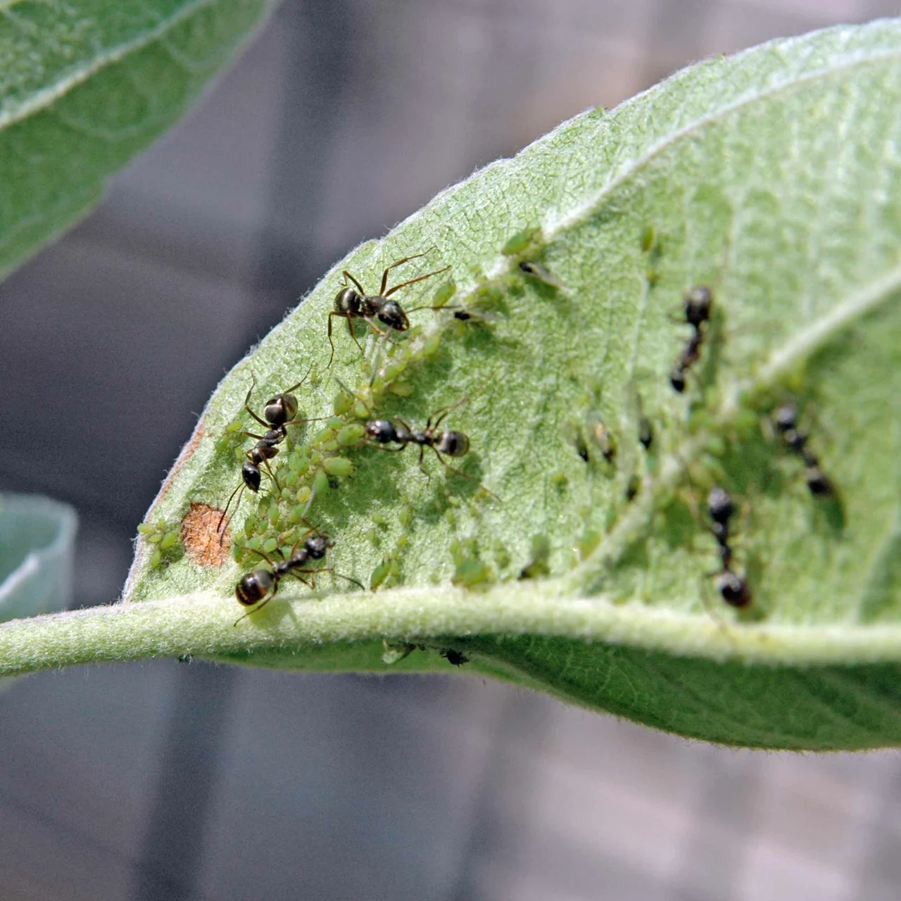 © Andermatt Biocontrol Suisse AG