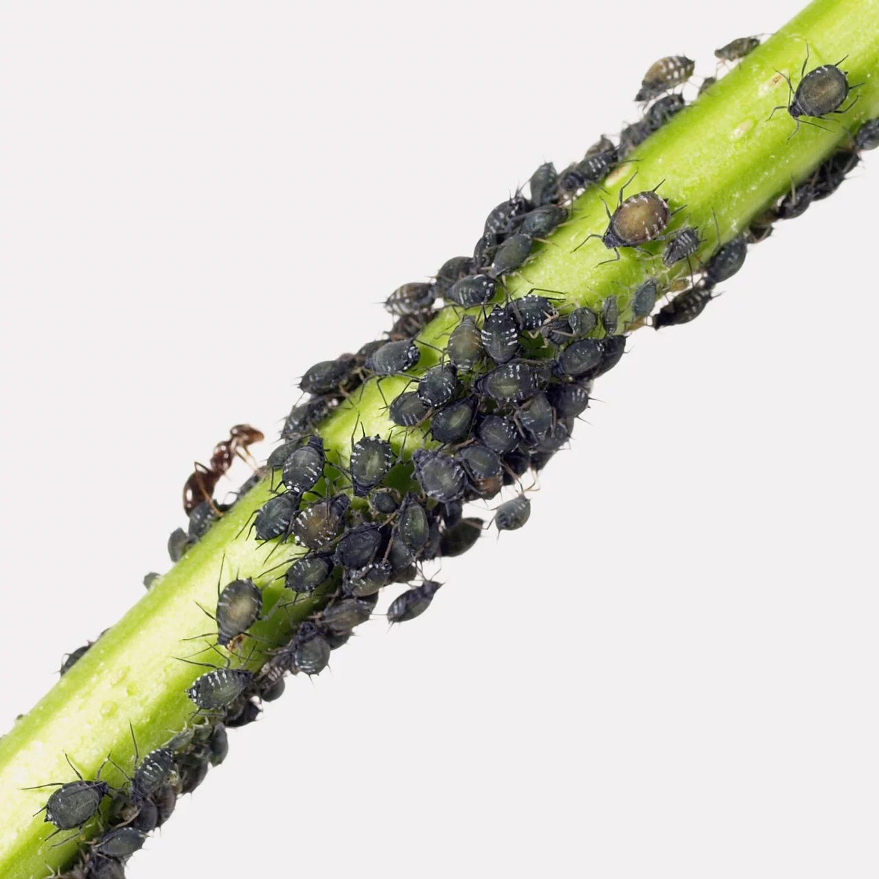 © Andermatt Biogarten AG