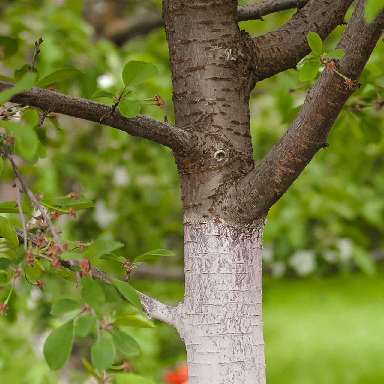© Andermatt Biogarten AG
