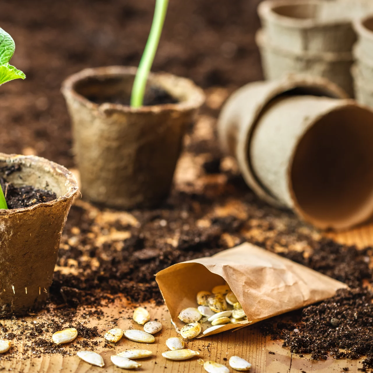 Papiertöpfe für Saatgut und Setzlinge machen das Pflanzen einfach. Sie verrotten gepflanzt in der Erde.