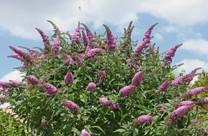 Le Buddleja est certes beau à voir, mais il se propage de manière invasive et ne devrait pas être encouragé.