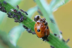 © Andermatt Biogarten AG