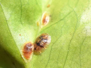 © Andermatt Biogarten AG