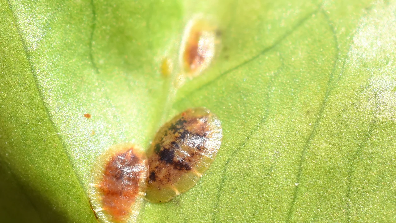 © Andermatt Biogarten AG