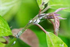 © Andermatt Biogarten AG