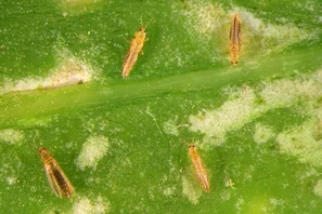 © Andermatt Biogarten AG