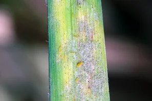 © Andermatt Biogarten AG