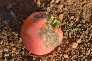 © Andermatt Biogarten AG