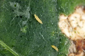 © Andermatt Biogarten AG