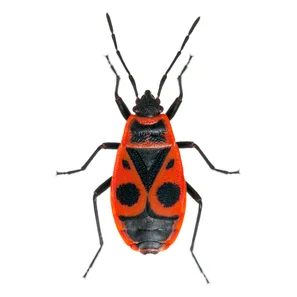 © Andermatt Biogarten AG