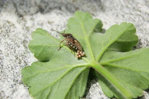 © Andermatt Biogarten AG