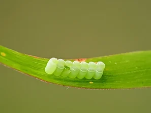 © Andermatt Biogarten AG