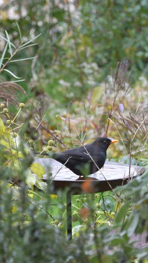 Amsel beim Vogelbad im Garten | © zaubergaertli-gartenkeramik.ch