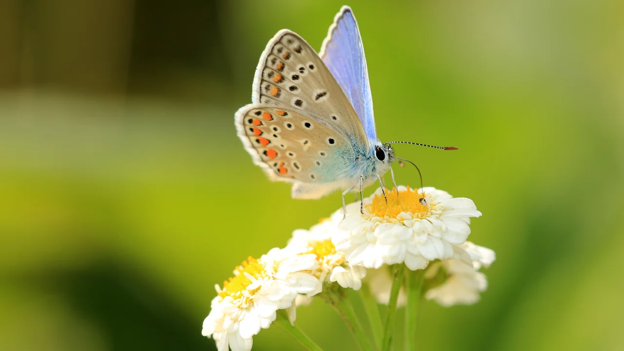 © Andermatt Biogarten AG