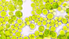 © Andermatt Biogarten AG