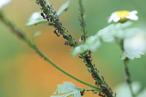 © Andermatt Biogarten AG