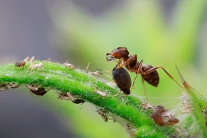 © Andermatt Biogarten AG