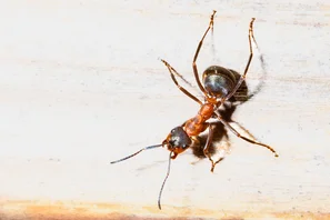 © Andermatt Biogarten AG