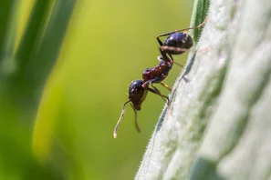 © Andermatt Biogarten AG