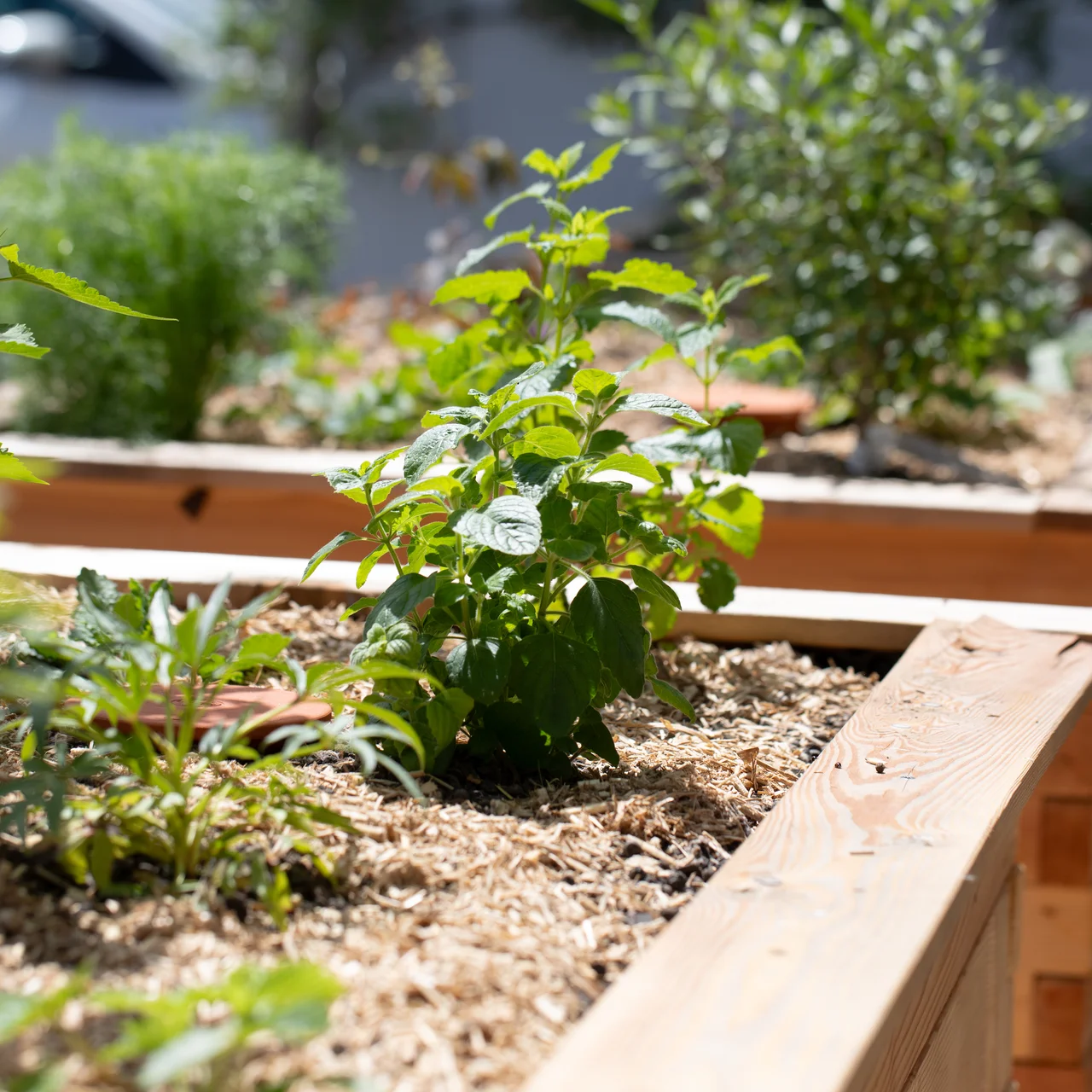 Üppig bepflanztes Hochbeet aus Holz mit Gemüse und Kräutern im Biogarten | © Andermatt Biogarten AG