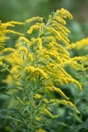 Invasiver Neophyt - Goldrute - Solidago canadensis | © Andermatt Biogarten AG