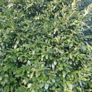Invasiver Neophyt - Kirschlorbeer - Prunus laurocerasus | © Andermatt Biogarten AG