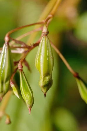 Invasiver Neophyt - Drüsiges Springkraut- Impatiens glandulifera | © Andermatt Biogarten AG