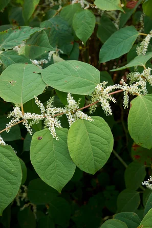 Invasiver Neophyt - Asiatischer Staudenknöterich / Japanischer Staudenknöterich - Reynoutria japonica | © Andermatt Biogarten AG