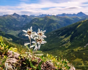 L'edelweiss est une plante indigène originaire d'Asie.