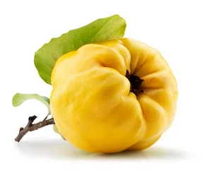 Reife Frucht vom Quittenbaum  | © Andermatt Biogarten AG