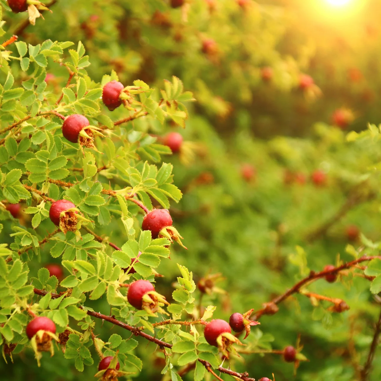 Plantes de haies pour protéger les oiseaux