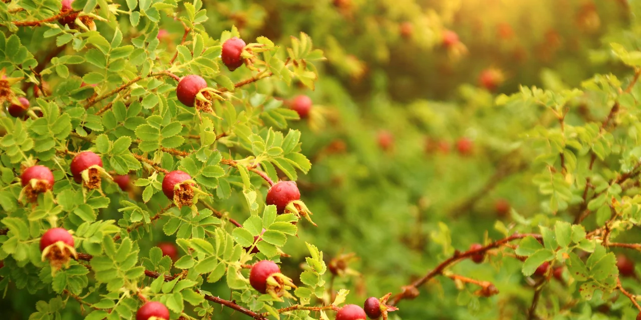 Plantes de haies pour protéger les oiseaux