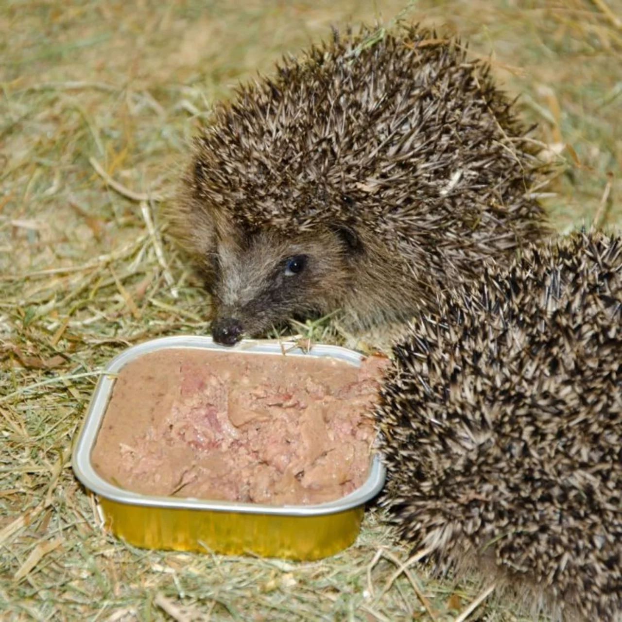 © CJ WildBird Foods Ltd