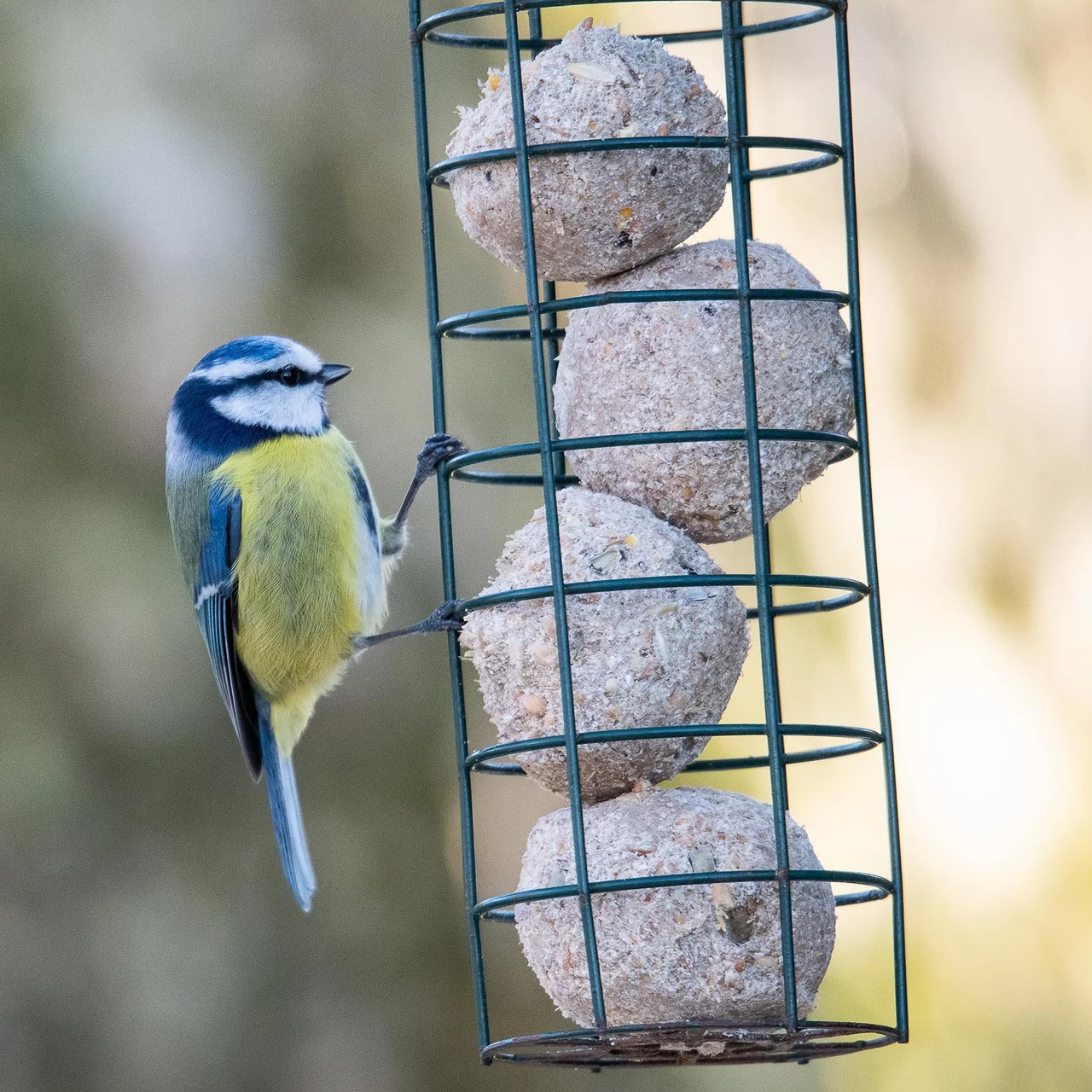 © CJ WildBird Foods Ltd